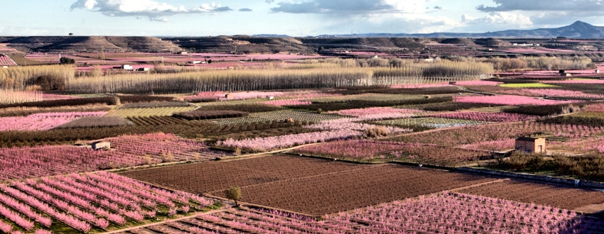 Desenvolupament camp