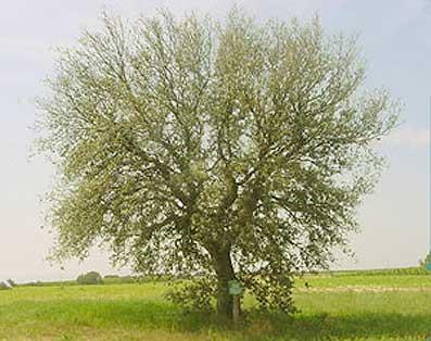 ORI341imatge1_editora_55_11-4_1