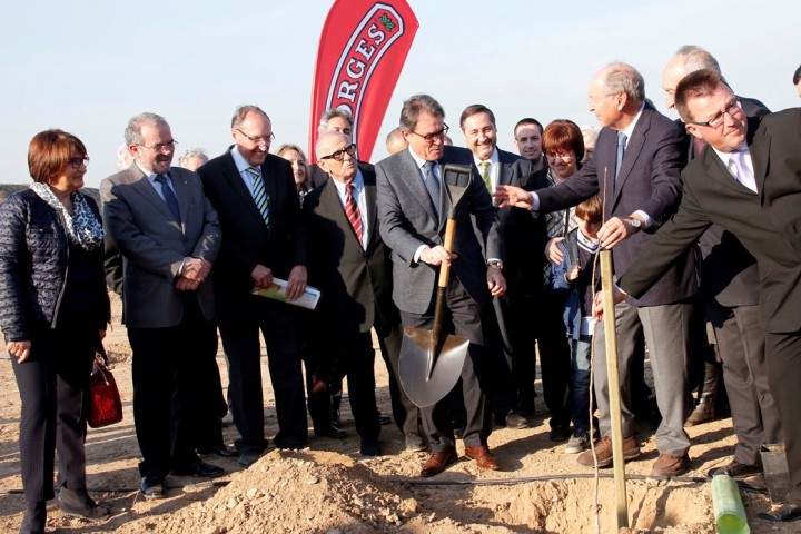 Plantació Pistatxo a Borges
