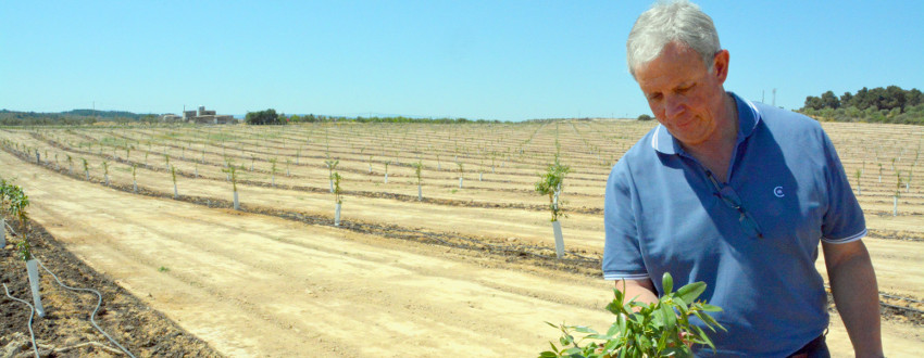 Joan_Girona_IRTA_ametllers_002_SLI