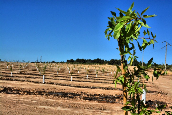 Finca Maials ametllers